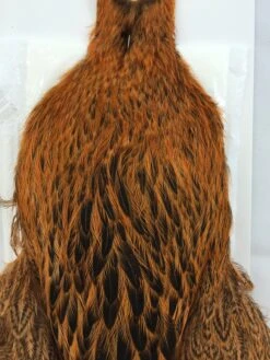 Whiting Brahma Hen SH/C -Simms || Orvis || Patagonia Sales IMG 5482