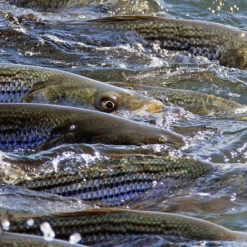 Cortland Striped Bass Blitz Fly Line -Simms || Orvis || Patagonia Sales StriperWeb 1100x ba2ee421 5c36 49f5 8d34 ab24dd448b18